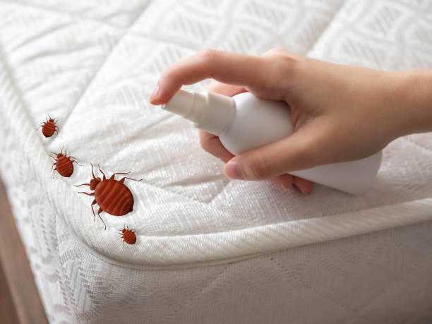 Best Exterminator Services  in San Ysidro, NM